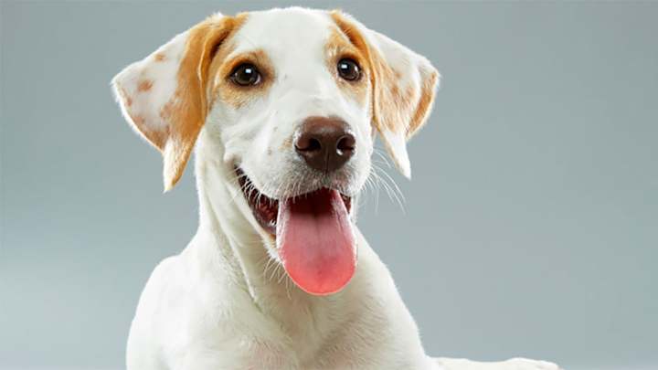 Meet the 2017 Puppy Bowl players: Photos, starting lineups Meet the 2017 Puppy Bowl players: Photos, starting lineups