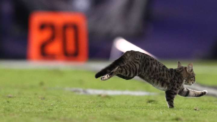 The Cat From the Ravens Game Has Already Been Adopted, But Now It Needs a Name