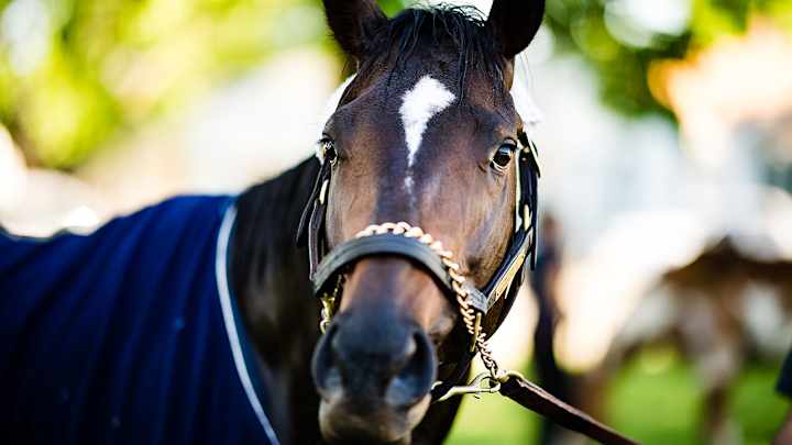 When is the 2017 Kentucky Derby?