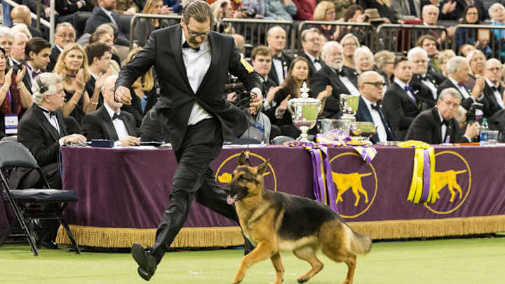 The Dog Days of February: Sights and sounds from the 2017 Westminster Dog Show