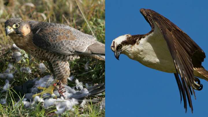 Quiz: Falcon or Seahawk?