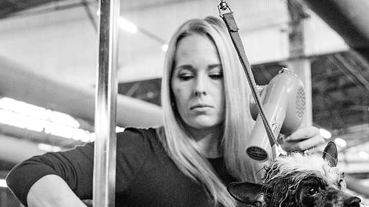 Behind the Scenes: Westminster Dog Show 2017