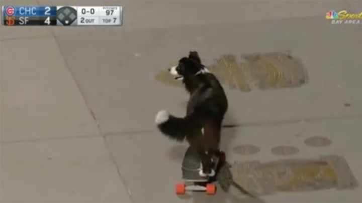 Skateboarding Dog at Giants-Cubs Game is Very Good Dog