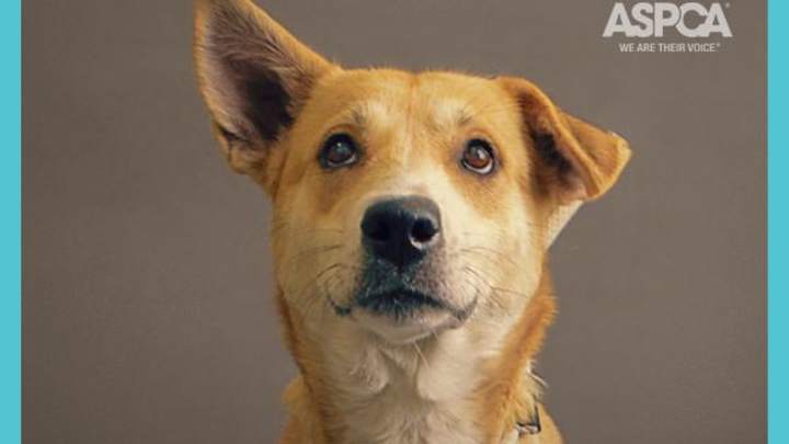 Animal Planet Adoption Mania 2017