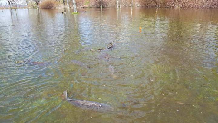 Toronto baseball field overtaken by mating carp