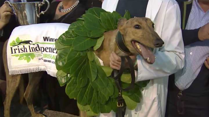 Irish Greyhound Racing Champion Tests Positive for Cocaine Irish Greyhound Racing Champion Tests Positive for Cocaine
