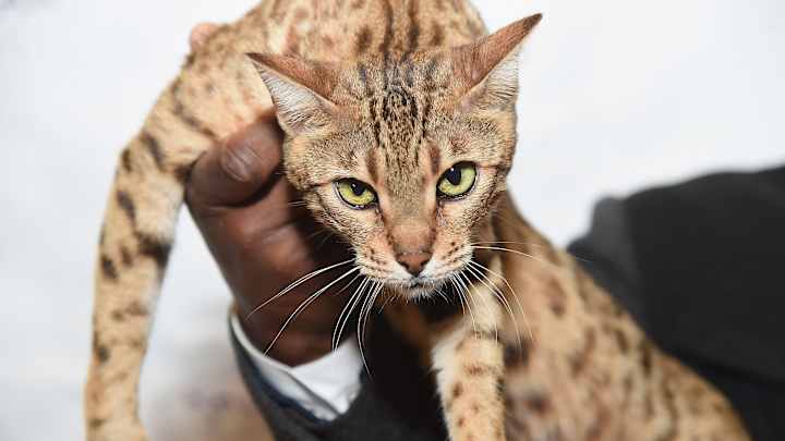 Cats to compete in Westminster Dog Show Cats to compete in Westminster Dog Show