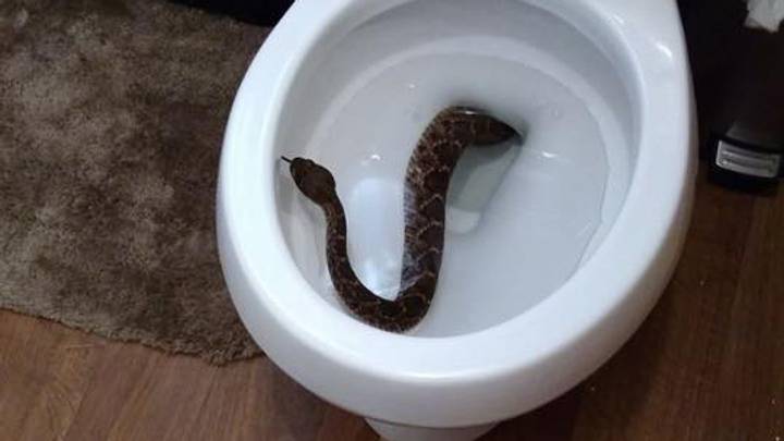 Finding one in the toilet is the worst way to discover 24 rattlesnakes in your house