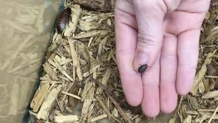 Atlanta Zoo names hissing cockroach after Tom Brady