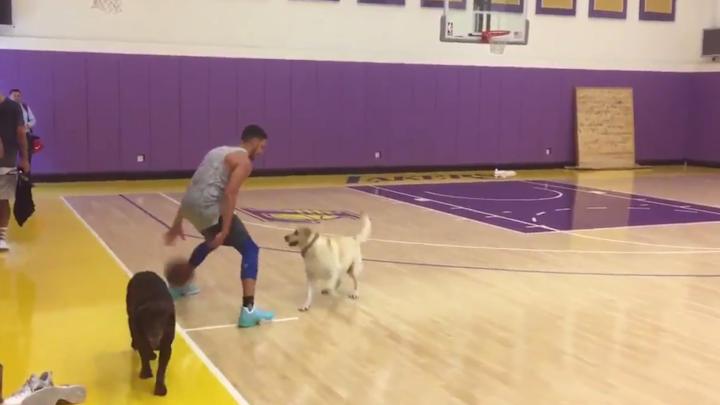 Watch: Klay Thompson Goes 1-2 While Guarded By a Dog