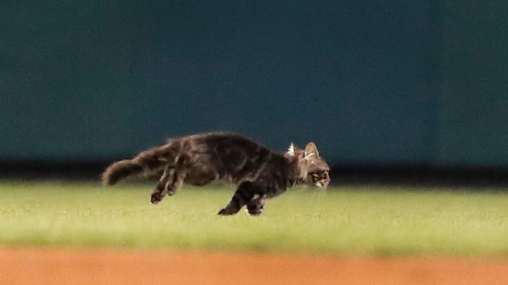 The Cardinals Are Now Holding a ‘Rally Cat Night’ Promotion