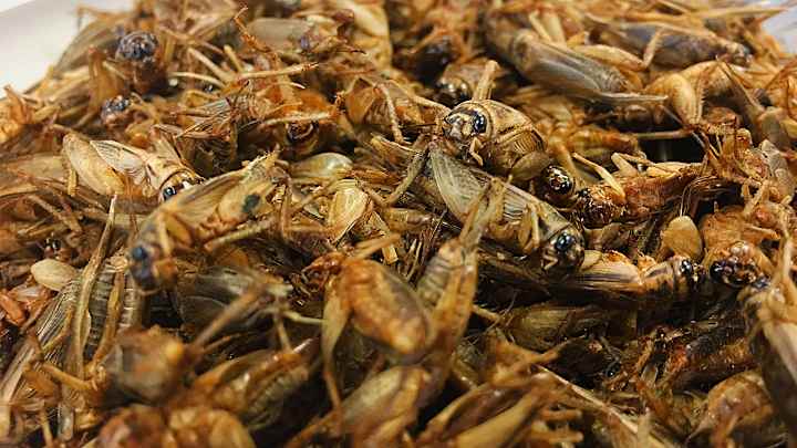 Q&A: Why Mark Melancon loves eating crickets Q&A: Why Mark Melancon loves eating crickets