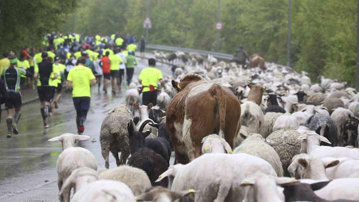 Sheep and goats crash charity run in Germany