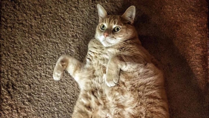 Matt Duffy’s Enormous Cat Skeeter Has Died Matt Duffy’s Enormous Cat Skeeter Has Died