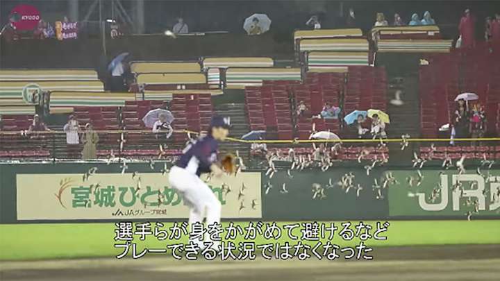 Watch: Japanese Baseball Game Cut Short by Flock of Birds