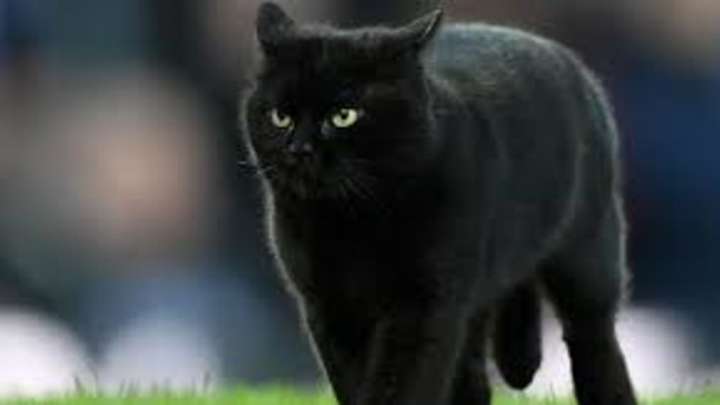 VIDEO: Black Cat Interrupts Awful Cowboys Start at Giants VIDEO: Black Cat Interrupts Awful Cowboys Start at Giants