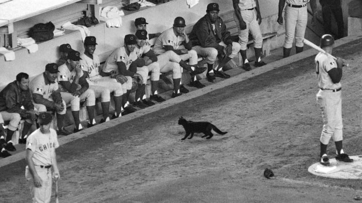 Exorcising the Cubs curse - and other baseball superstitions