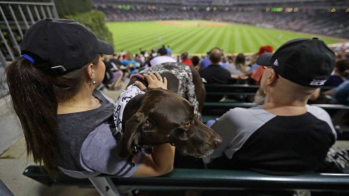 White Sox Set World Record For Most Dogs at a Sporting Event