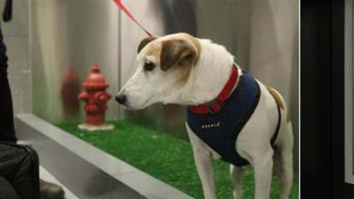 Monday's Lunchtime Hot Clicks: Finally, Dogs Can Pee at the Airport