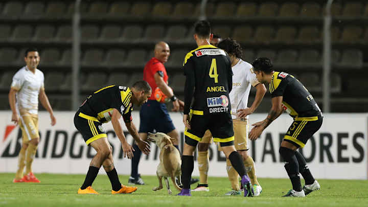 Watch: Adorable dog pitch invader at Copa Libertadores