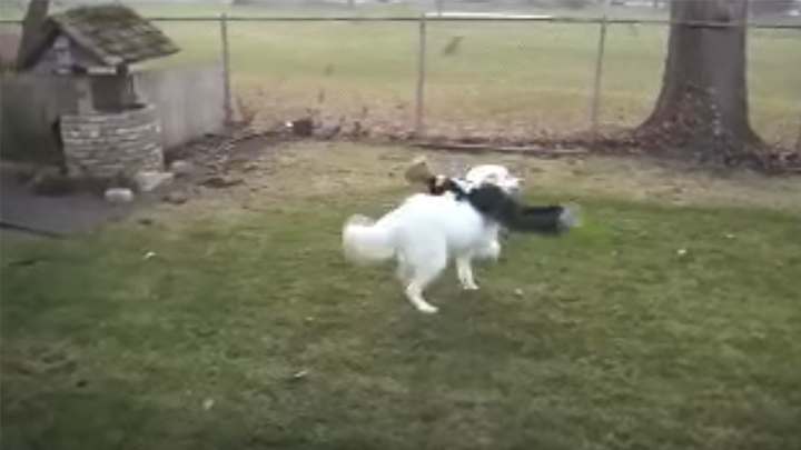 NFL weighs in on whether kid in dog video made a catch