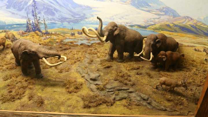 Oregon State finds mammoth bones under stadium