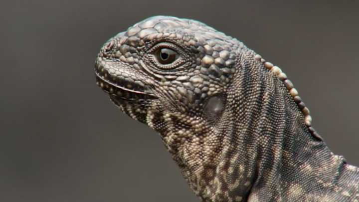 Someone mashed up the iguana chase video with Marshawn Lynch narration