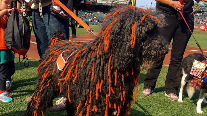 The Giants held dog costume contest, and the winner had Johnny Cueto braids The Giants held dog costume contest, and the winner had Johnny Cueto braids
