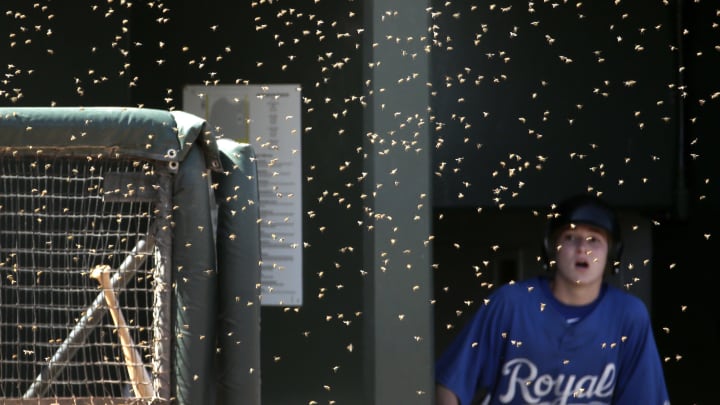 LEADING OFF: Sweeping out the KC bee swarm, O's try again