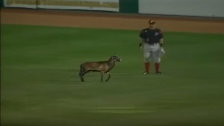 Minor league baseball game interrupted by runaway sheep