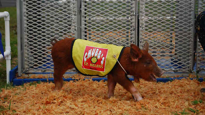 Pigot joining Ed Carpenter Racing for road, street courses