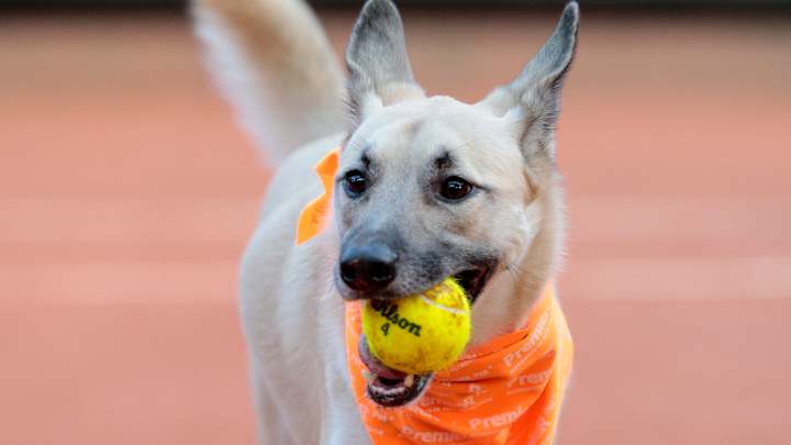 Shelter dogs take center stage at Brazil tennis open