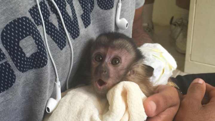Dez Bryant has tragically given away his pet monkey Dez Bryant has tragically given away his pet monkey