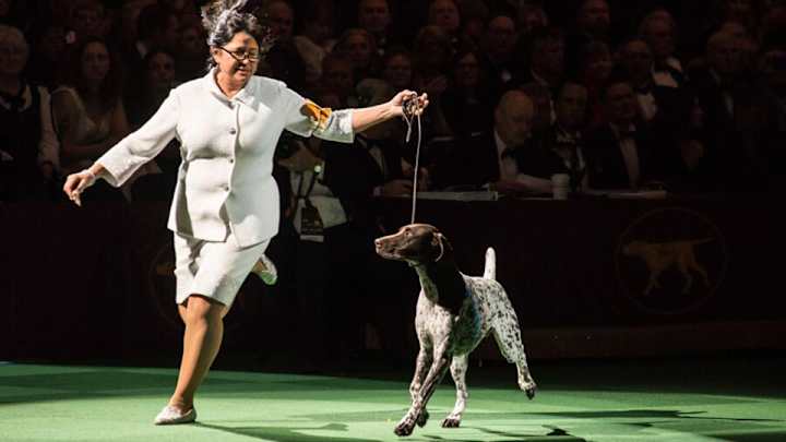 Behind the scenes at the 2016 Westminster Dog Show Behind the scenes at the 2016 Westminster Dog Show