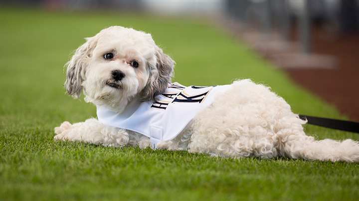 Brewers say Hank the Dog is in fact the real Hank the Dog