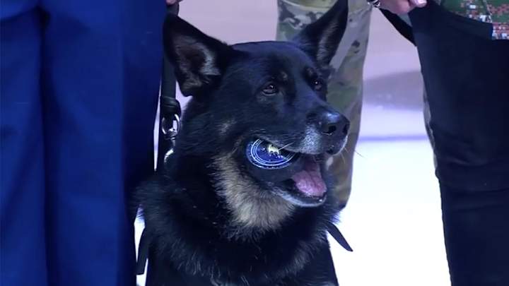 Hero dog drops puck at Ducks game