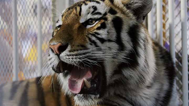 LSU tiger mascot Mike VI dies after cancer battle LSU tiger mascot Mike VI dies after cancer battle