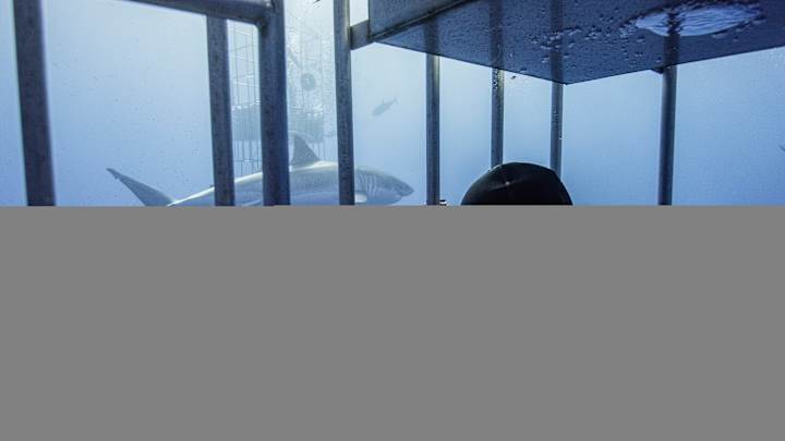 Watch: Great white shark breaks into cage with diver Watch: Great white shark breaks into cage with diver