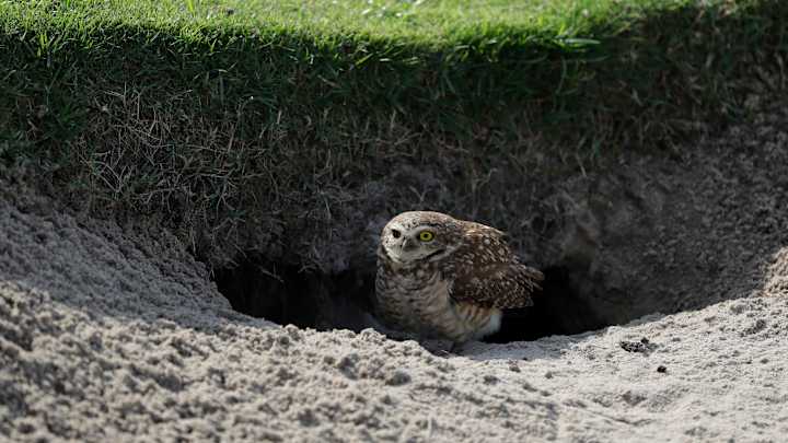 Rio's Olympic golf course debuts with cameos of wildlife