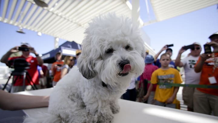 No double switch: Brewers say it's same Hank the dog