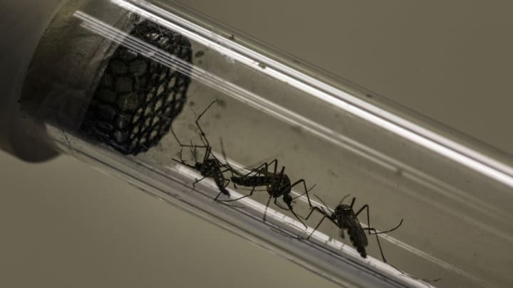 How the Zika virus is affecting the Olympics, MLB How the Zika virus is affecting the Olympics, MLB