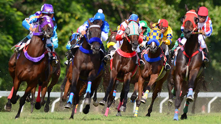 Use these flashcards to brush up on your horse racing terminology