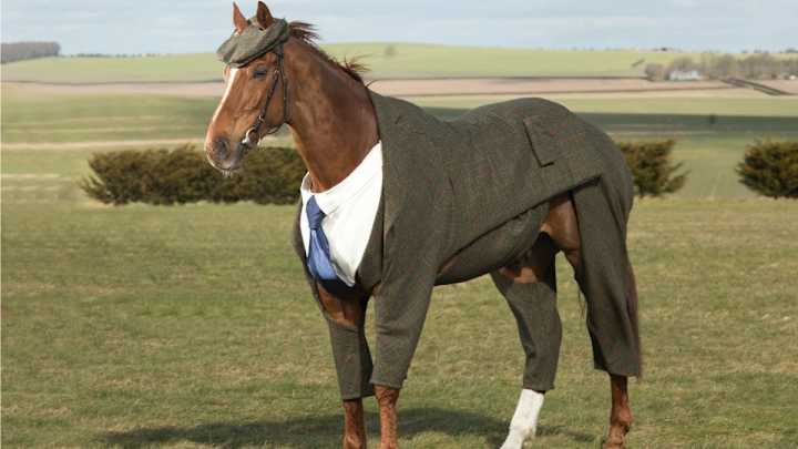 Look at this race horse wearing a three-piece suit