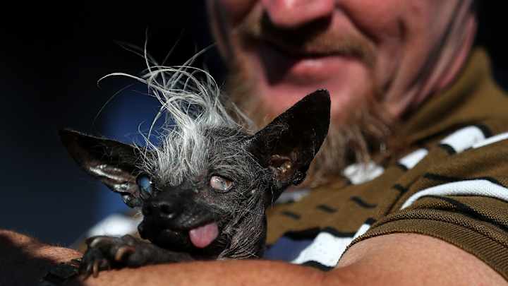 Super-ugly dog named World’s Ugliest Dog