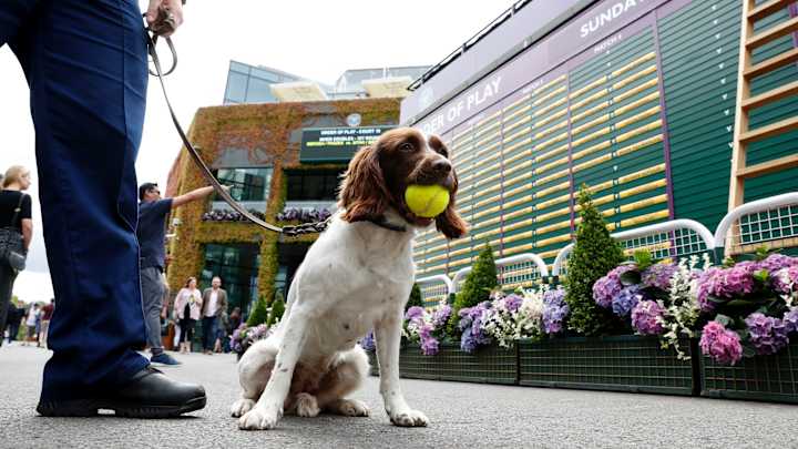 Wimbledon 2016 Middle Sunday Wimbledon 2016 Middle Sunday