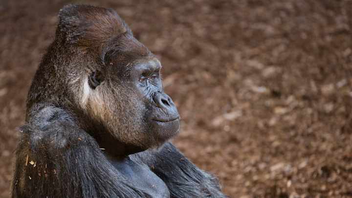 Someone watched the Angels-White Sox game in a gorilla suit Someone watched the Angels-White Sox game in a gorilla suit