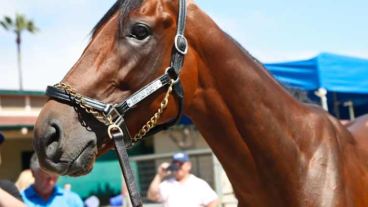American Pharoah has 1st date; breeding career is on