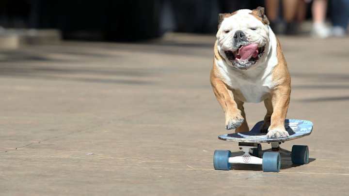 Cool dog loves Giants baseball, skateboarding Cool dog loves Giants baseball, skateboarding