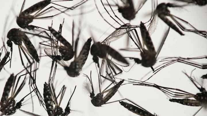 Amid Zika fears, bug repellent supplier named for Rio Games