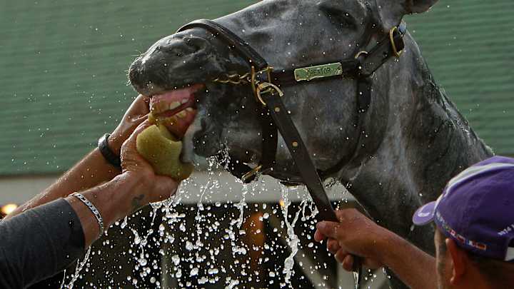 DERBY 2016: A touch of gray gives 142nd Derby striking look